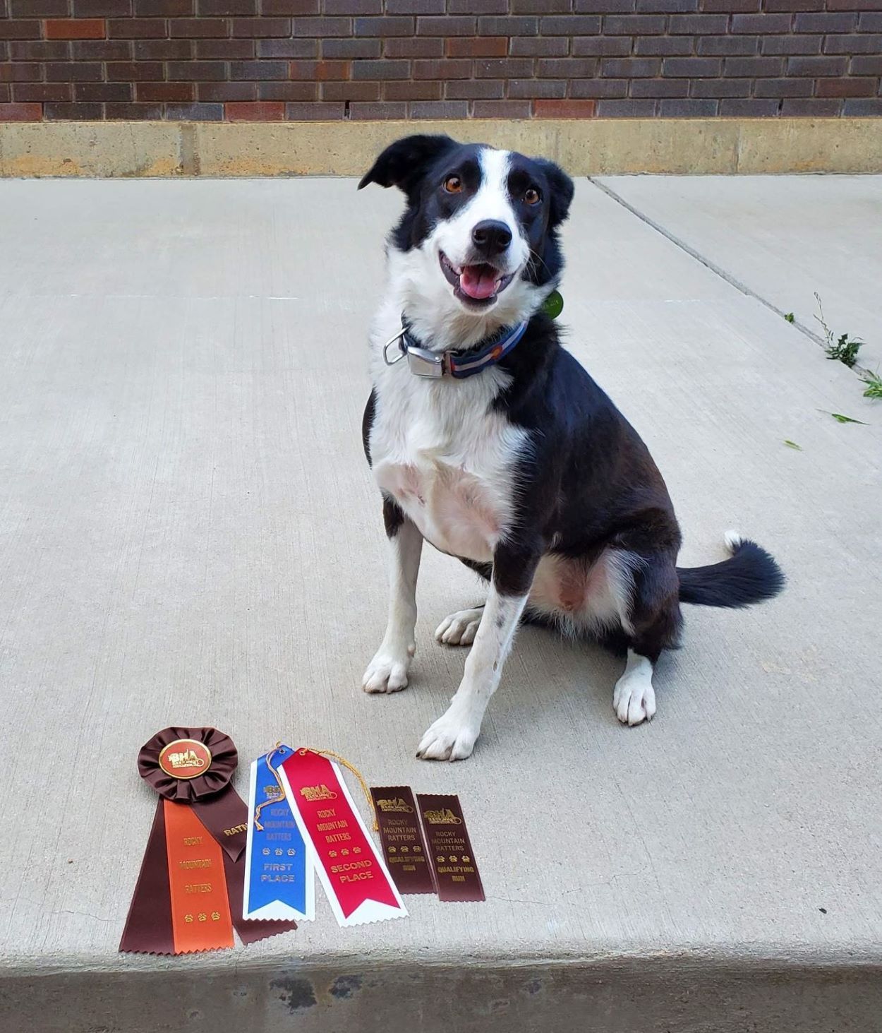 Success at the Greeley Dog Shows! Dogs Deciphered